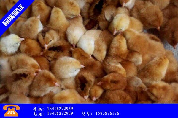 西宁城北区五黑鸡苗孵化场应用注意事项