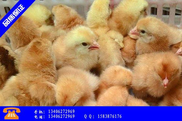 铜仁思南县现在的鸡苗价格排名