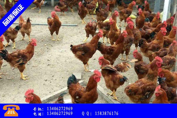 绥化兰西县一只鸡苗的价格稳定发展预期
