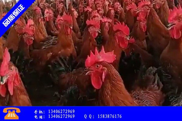 太原小店区三黄鸡种苗产品库