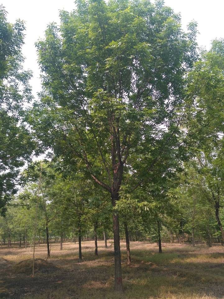 拉萨垂柳树栽培密度