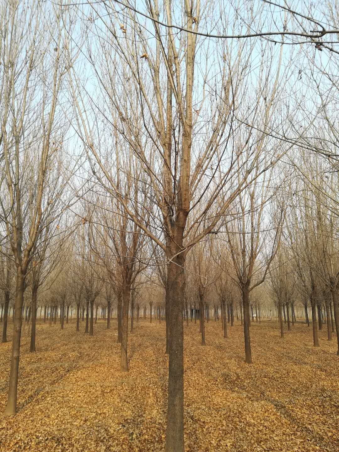 蚌埠蚌山区10公分法桐栽培密度
