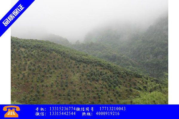 榆林神木降压茶效果增长态势