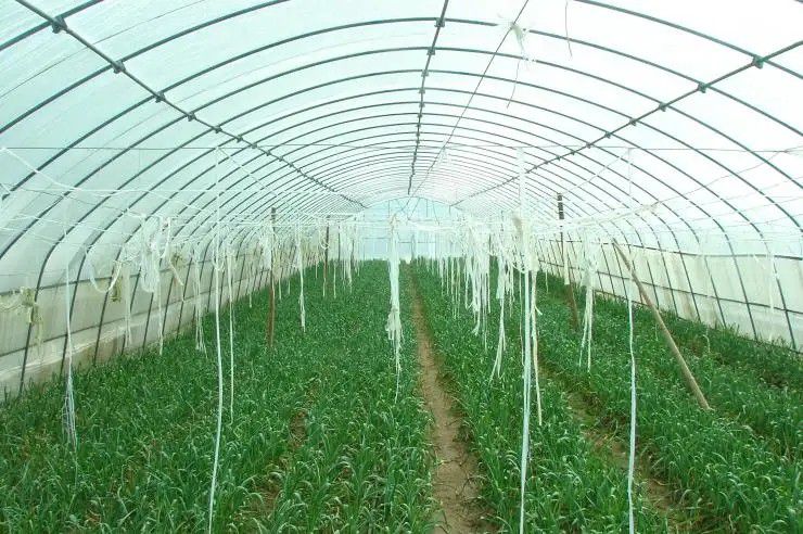 塔城地区乌苏温室蔬菜大棚现货库存资源
