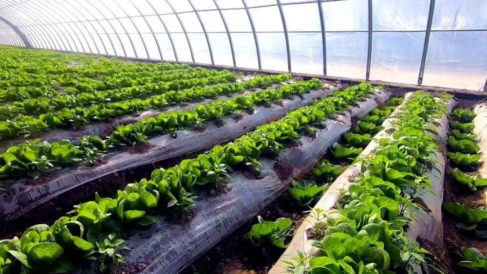 合肥肥东县温室蔬菜大棚的设计与选型