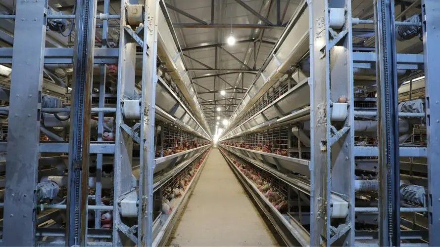 凌海市自动化蛋鸡设备举届学完典礼4800余名学