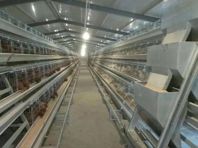 菏泽牡丹区自动化蛋鸡设备