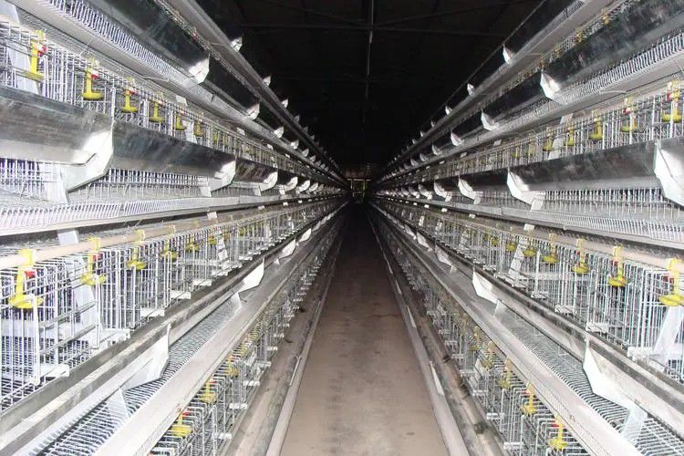 福州市肉食鸡笼子操作前应做的检查工作