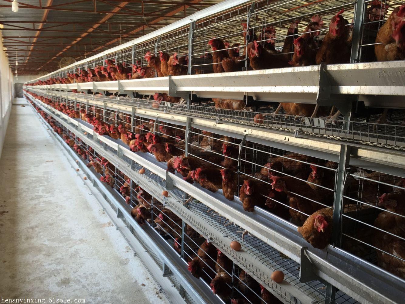 滁州定远县养鸡自动化设备春风动捐赠暖人心