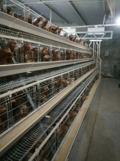 保山腾冲县蛋鸡笼子业进入微利状态业正于冬眠期