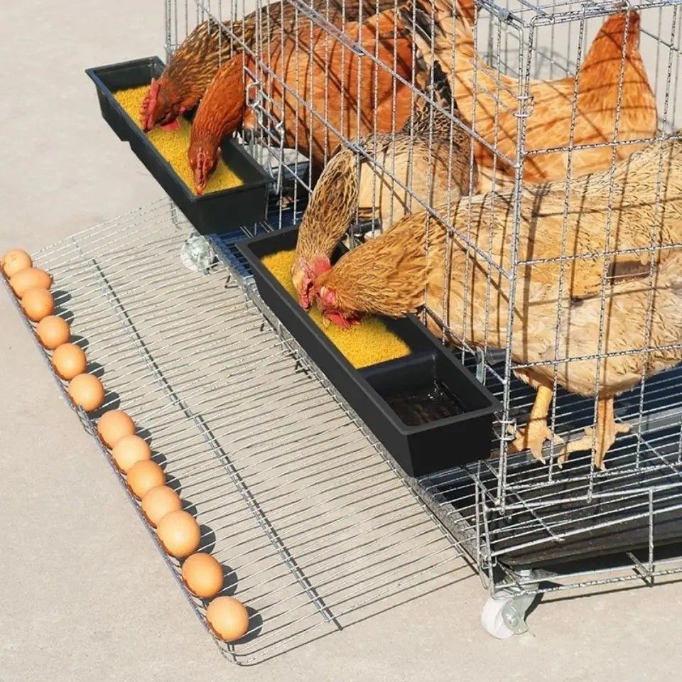 攀枝花养鸡自动化设备