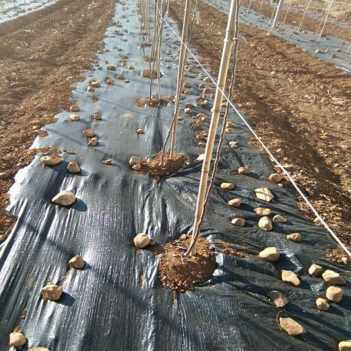 漳平椰丝毯